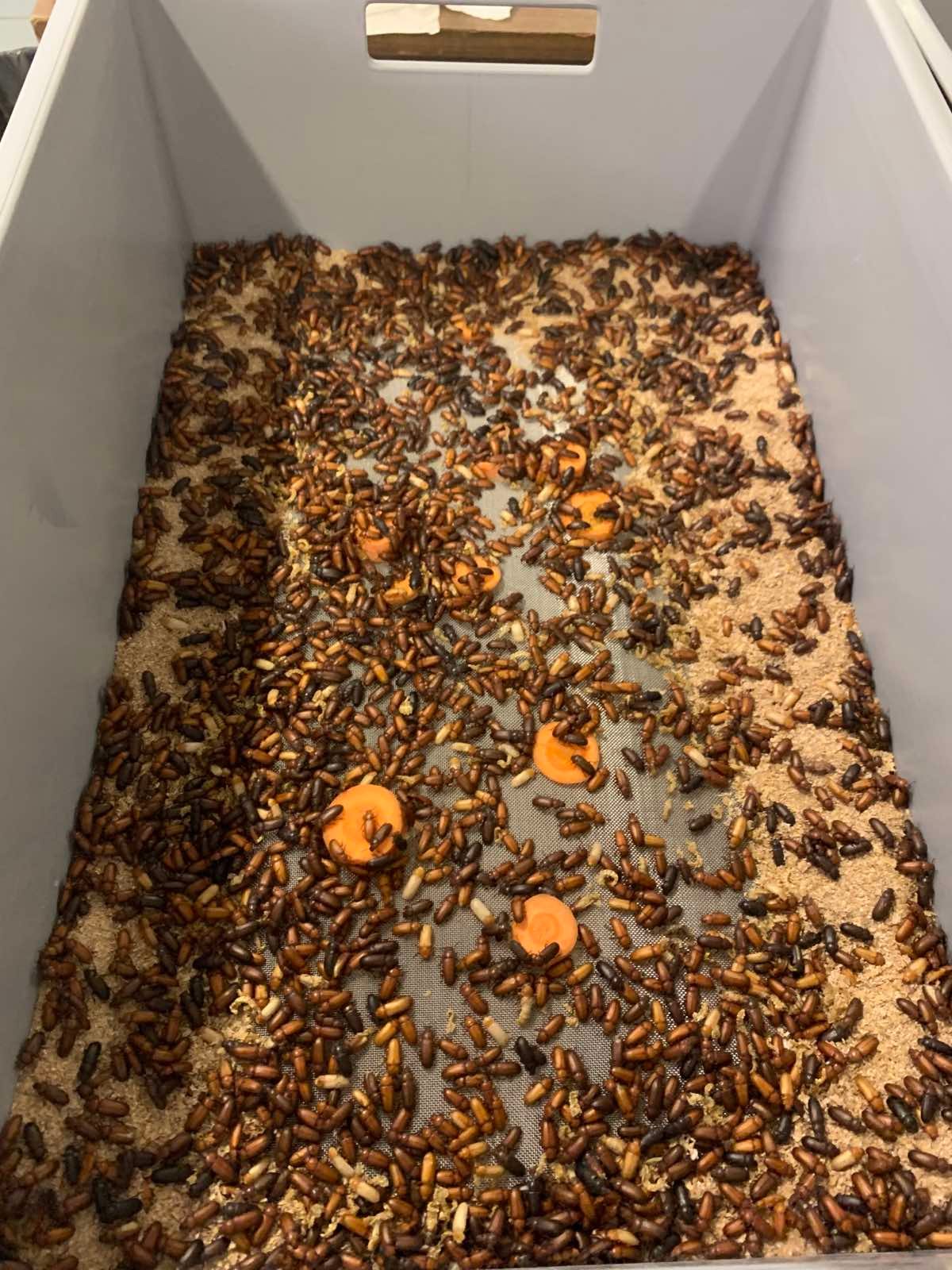 Mealworm beetles